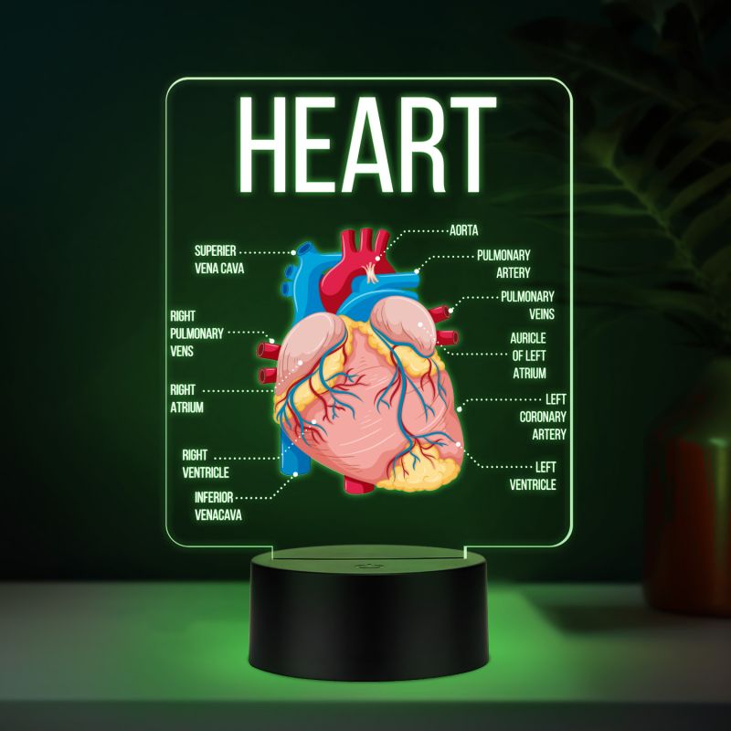 3D Illusion Anatomical Heart Diagram LED Lamp with 7 Color Changing Light Gift for Medical & Science Student Home, Clinic, Hospital & Study Desk Table Decor